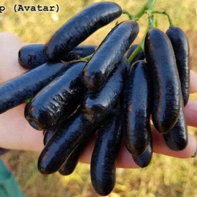 21 sutx hovli sotiladi