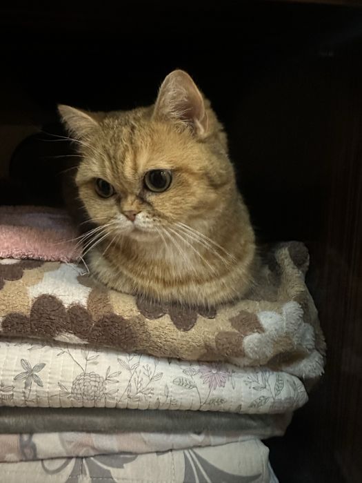 Золотая шиншилла 50$ срочно