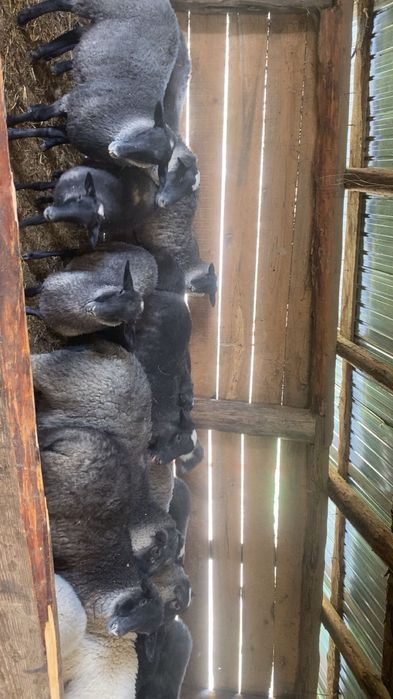 Romanov foarte bine dezvoltate ,gestante si cu miei