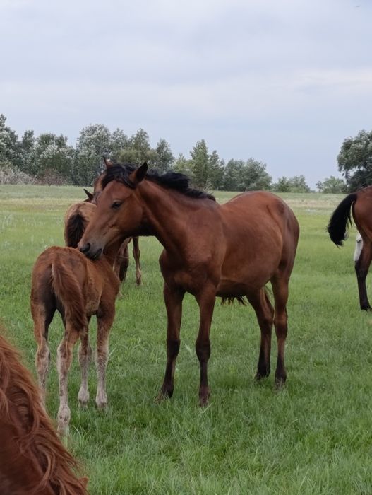 Продам лошадей оптом