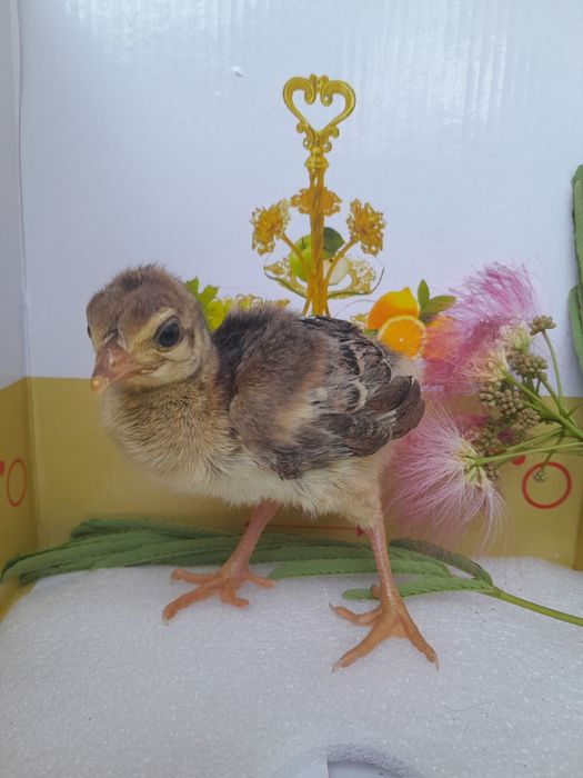 Tovus va tustovuq jujalari sotiladi