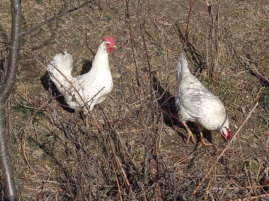 Oua pentru incubat de rasă Italieni alb(leghorn)