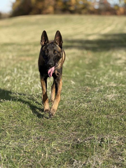 Белгийска овчарка