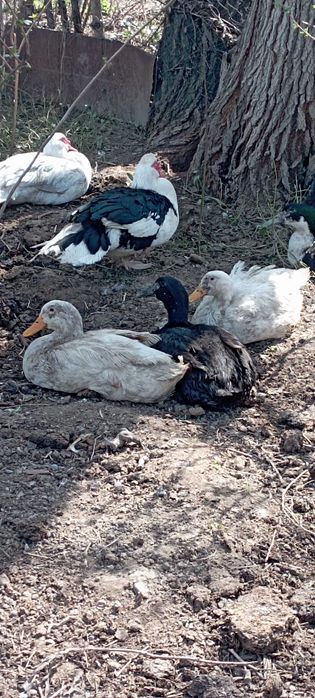 Продаютя утки кряквы