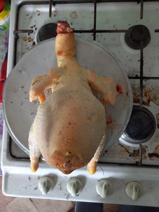 Продам мясо домашней курицы