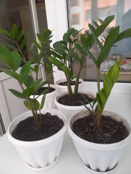 Доллоровое дерево (Замиокулькас)