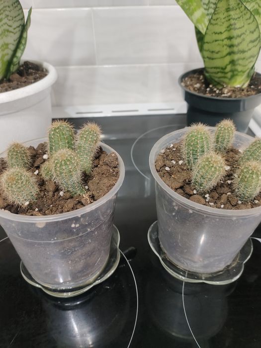 Продам кактусы ,