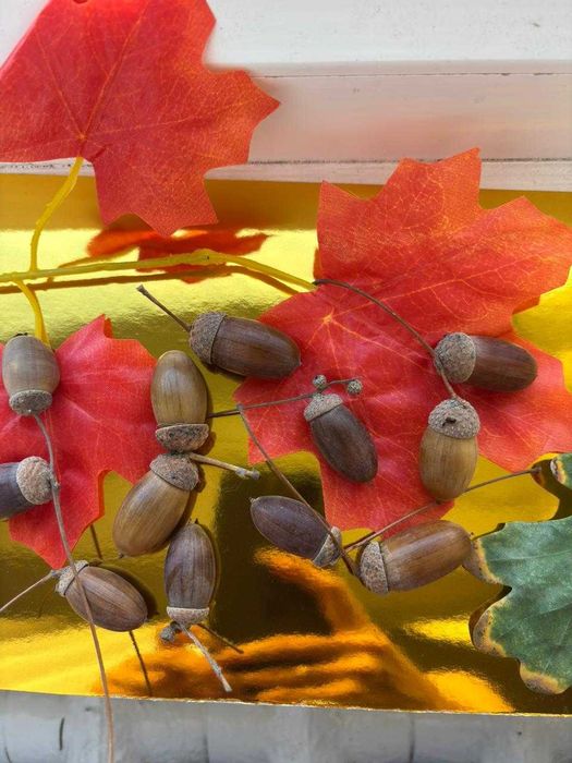 Продам шишки еловые, желуди