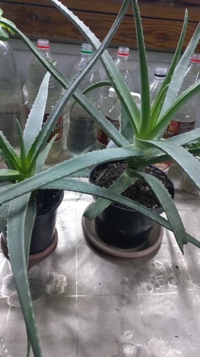 Домашние цветы, разные!