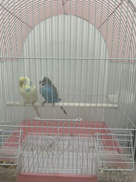 Попугай волнистики продажа