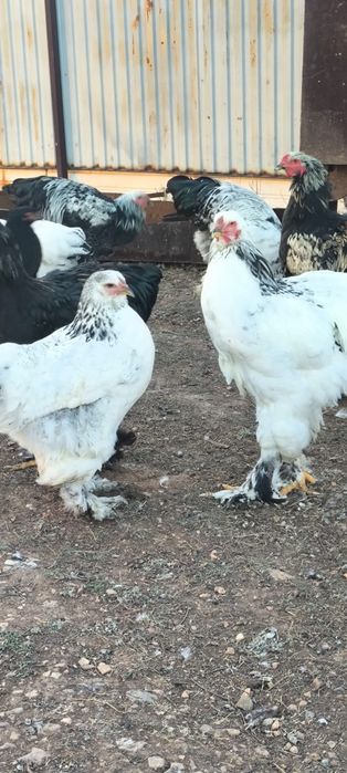 Продам куры Брама