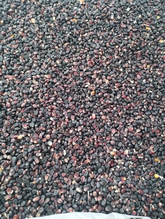 Porumb negru uscat