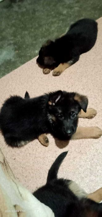 щенки немецкой овчарки