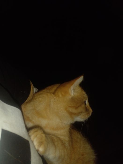 Mushuk sotiladi 100$ dollirga kelishilgan  narxta uy mushugi