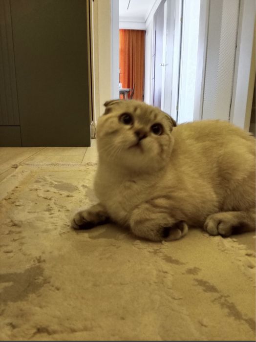 Вислоухий шотландец