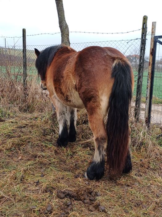 Vând mânză Ardeneză de 2 ani