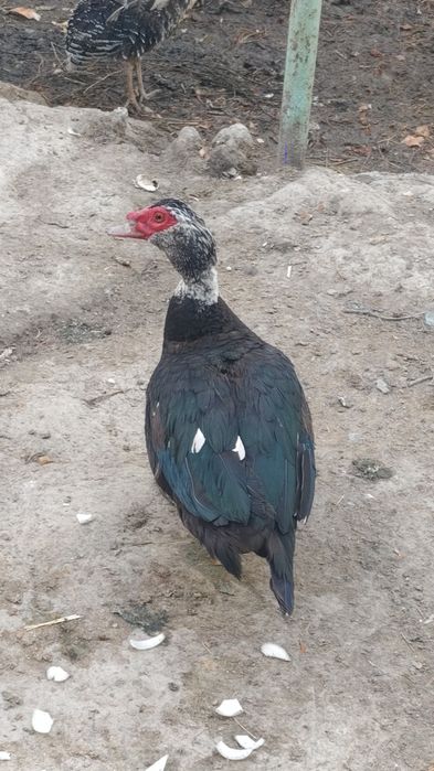 indoutka sotiladi