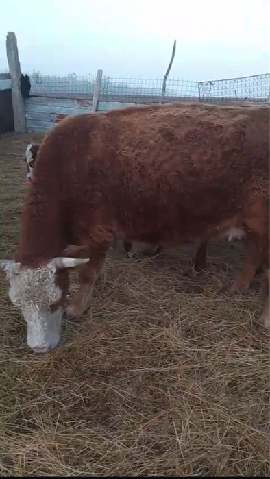 Корова Сиыр молодая кысыр без доста