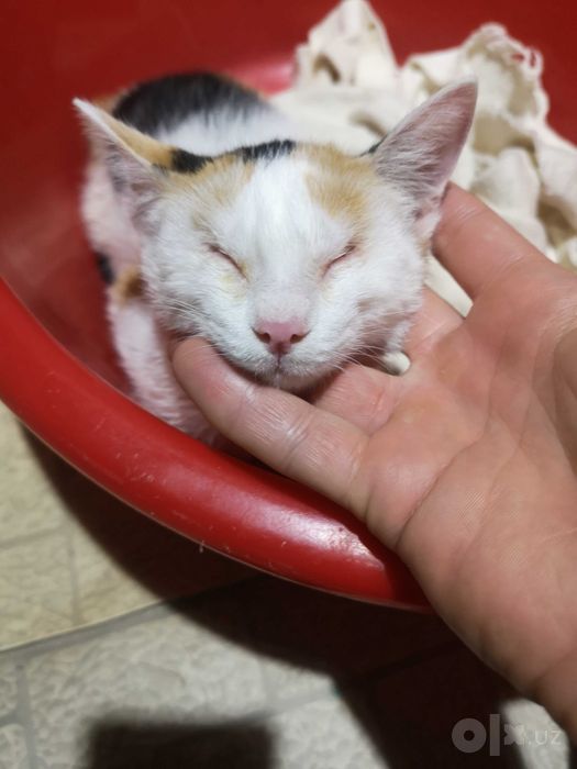 Особенный котёнок,  mushukcha