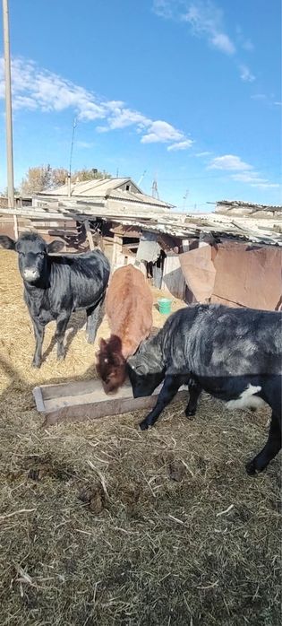 Продаются стельные коровы и телята