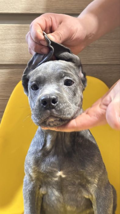 Щенок кане корсо