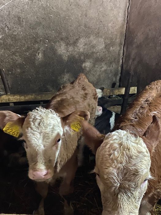 Viței preîncărcați preț negociabil