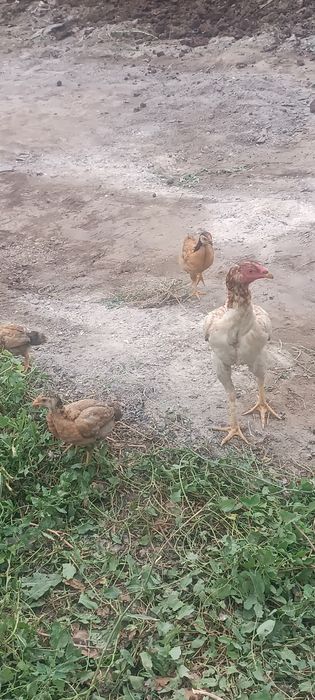 Петух, курицу с циплятами