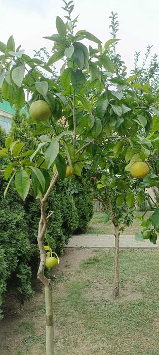 Vand lamai altoiti, cu fructe