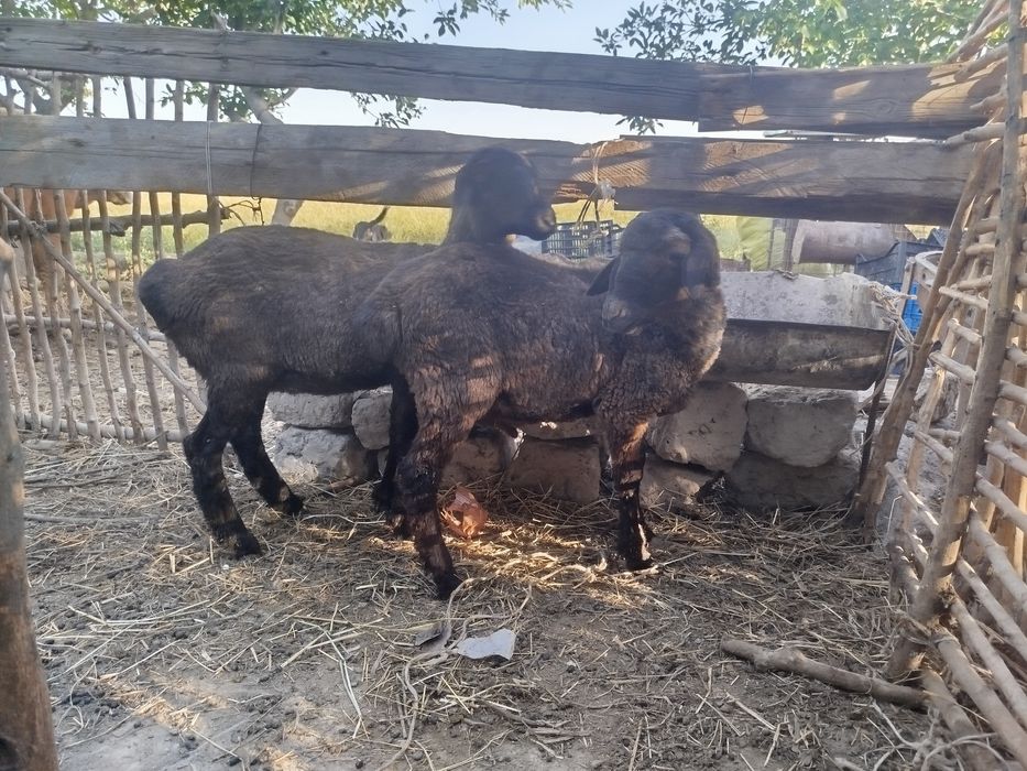 Egizak Barralar sotiladi biri erkak biri ayol bitta qoʻyning bolasi