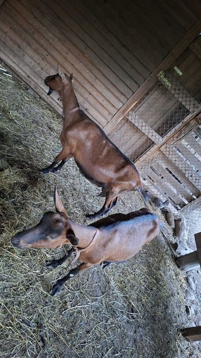 Capre rasă Alpină Franceză cu pedigree, masculi și femele