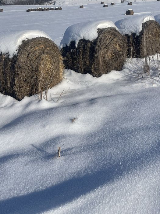 Vand bolalot de lucerna