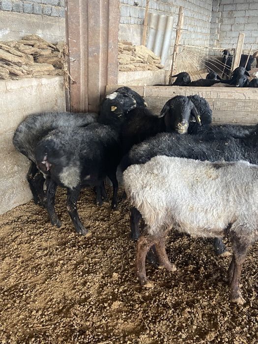 Қойлар сатылады буаз қой