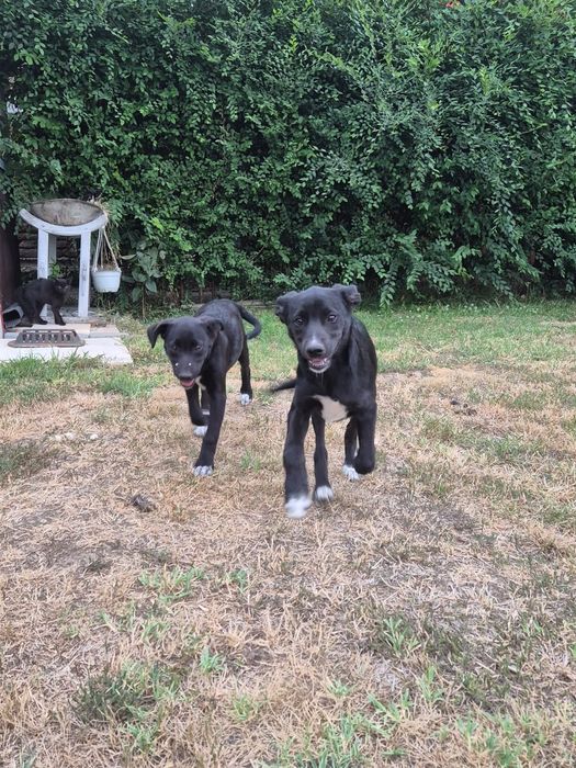 Labrador cu ciobanesc german...metis
