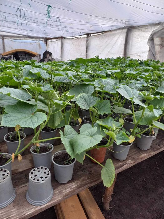 Vand Fire Castraveti