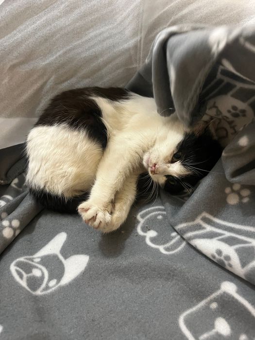 Подарявам бяло малко любвеобвилно котенце