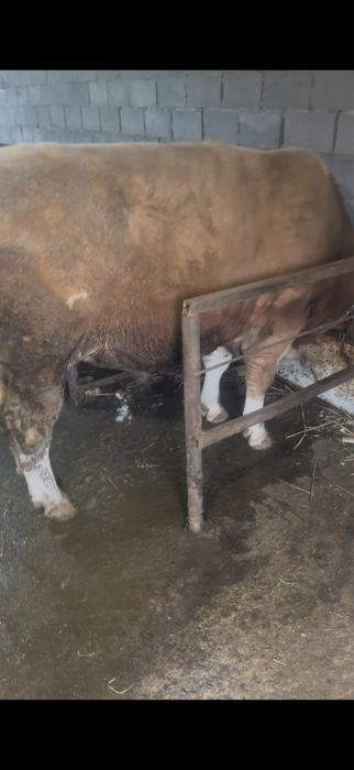 Продам племенного быка