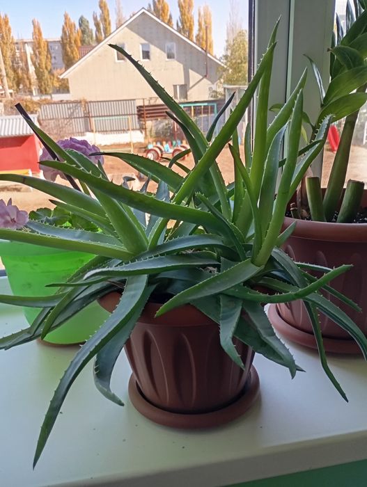 Продам комнатные цветы