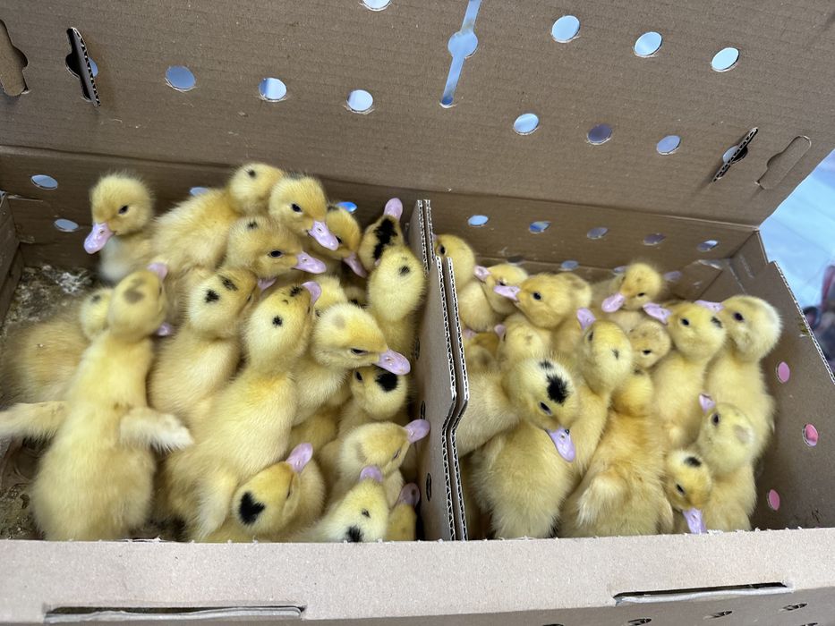 Pui de carne , rasa mixtă, kabir, puicuțe ouat, rate, gaste, curcani