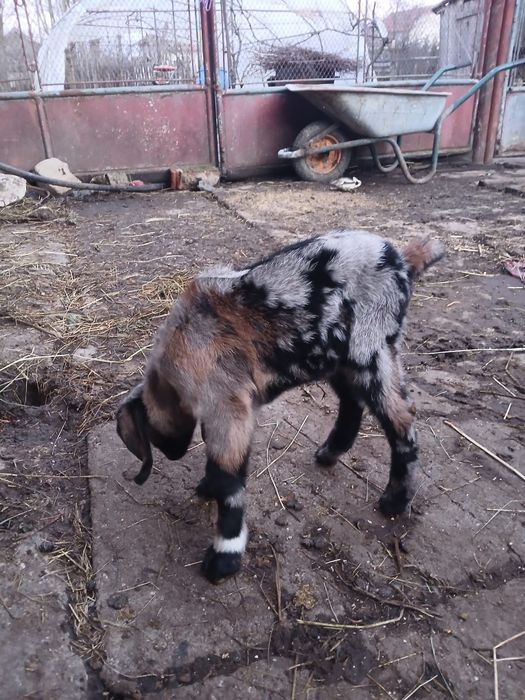 Vând Capre și iezi