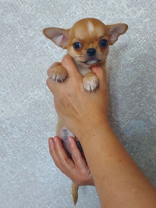 Продаю щенка чихуахуа