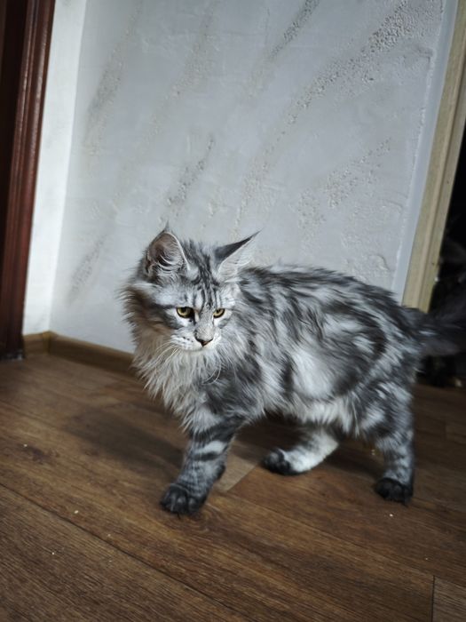 Мальчики Мейн Кунчики