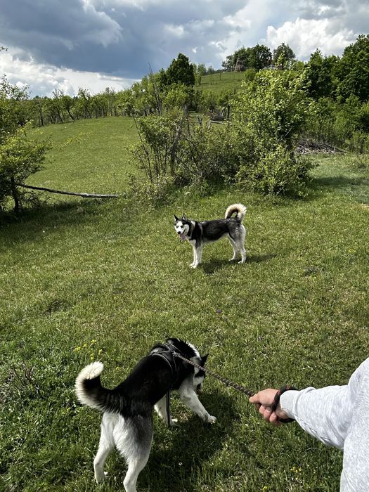 Donez Husky siberian