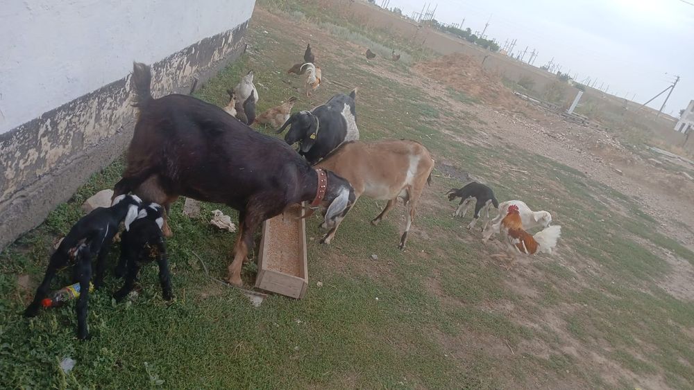 Продам козу с козлятами.