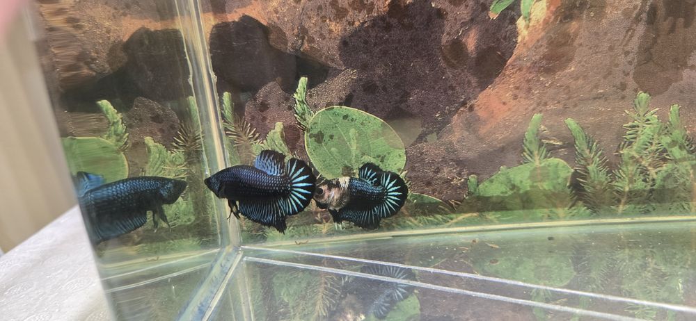 Betta splendens halfmoon si plakat