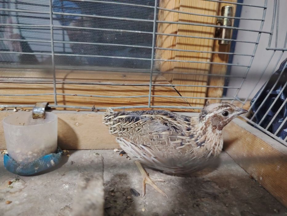 Urushqoq bedana chempion