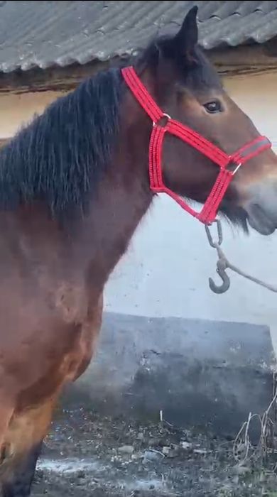 Manză de 3 ani de  vânzare învățată la ham.