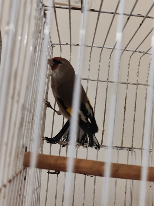 2 дона Сава 50мингдан 100мингача