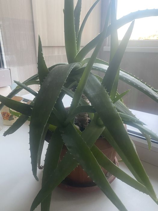 Алоэ Вера лечебное