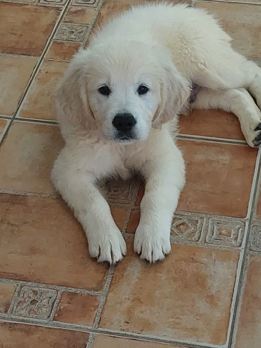 Vand catel de golden retriever