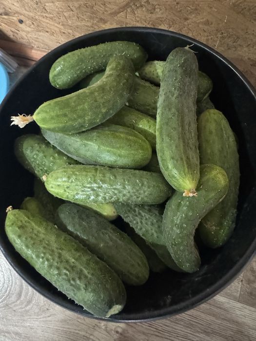 Продам домашние огурцы